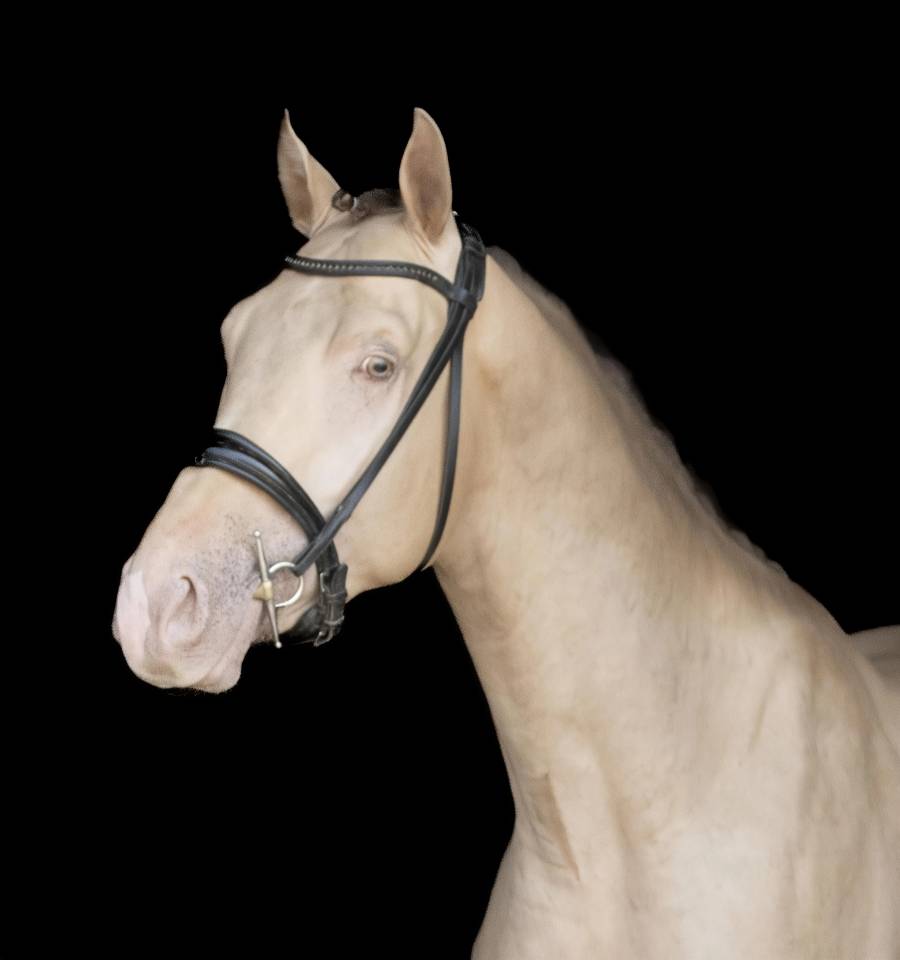 Shinegro Ch - KWPN Dutch Warmblood 2022 by NEGRO
