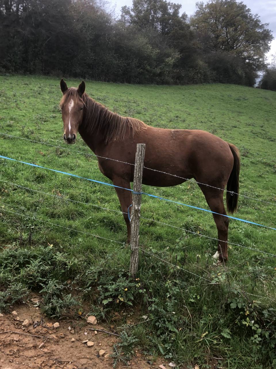 Filly Selle Fran&ccedil;ais For sale 2024 Chesnut