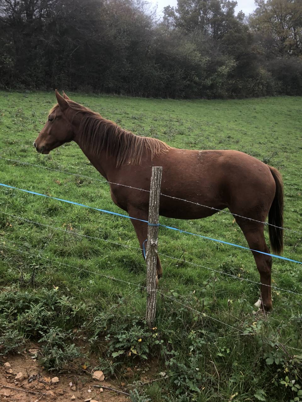 Filly Selle Fran&ccedil;ais For sale 2024 Chesnut