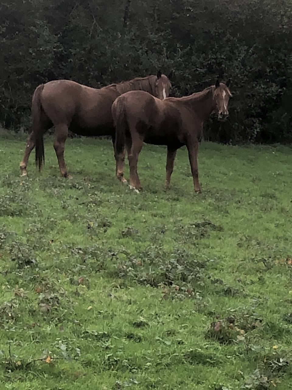 Filly Selle Fran&ccedil;ais For sale 2024 Chesnut
