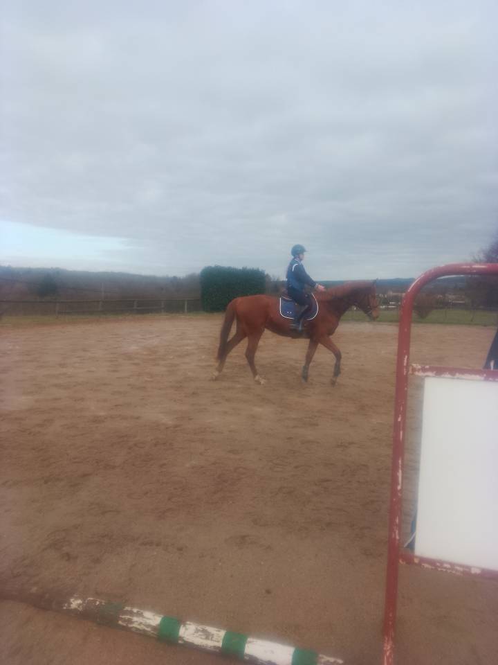 Mare Origin Recorded For sale 2022 Chesnut