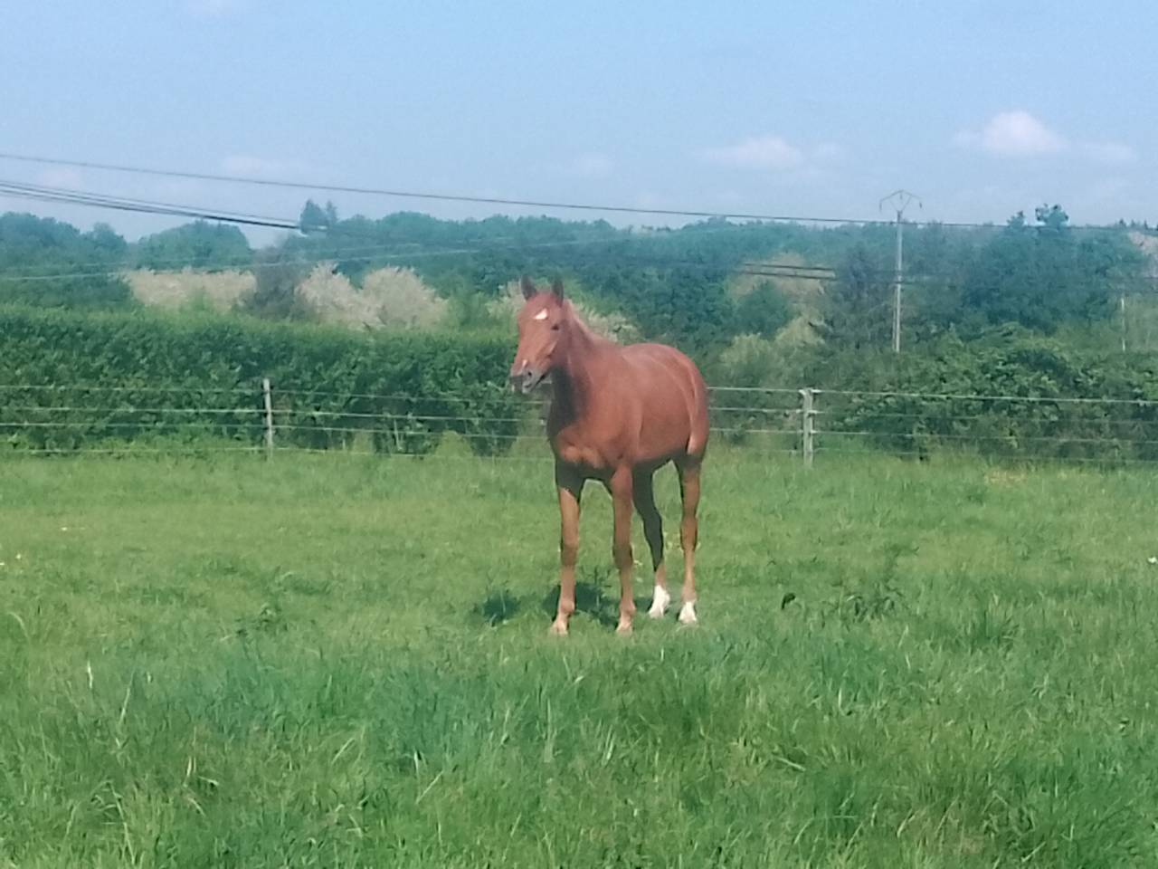 Mare Origin Recorded For sale 2022 Chesnut