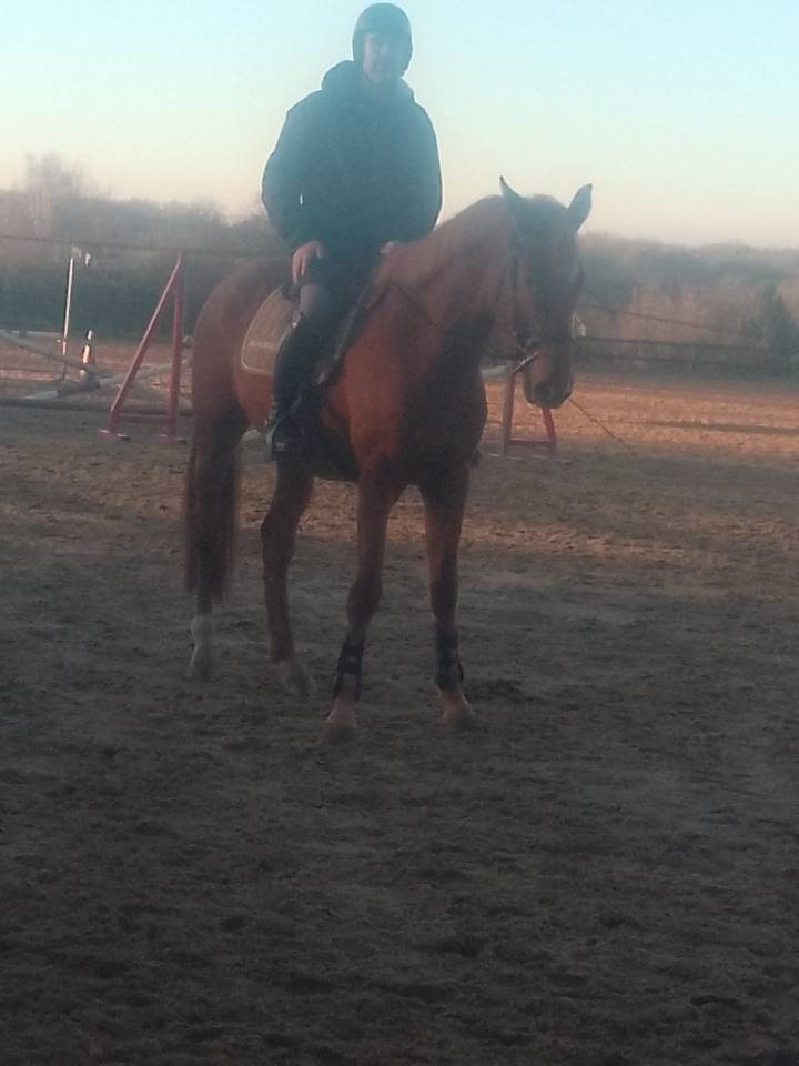 Mare Origin Recorded For sale 2022 Chesnut