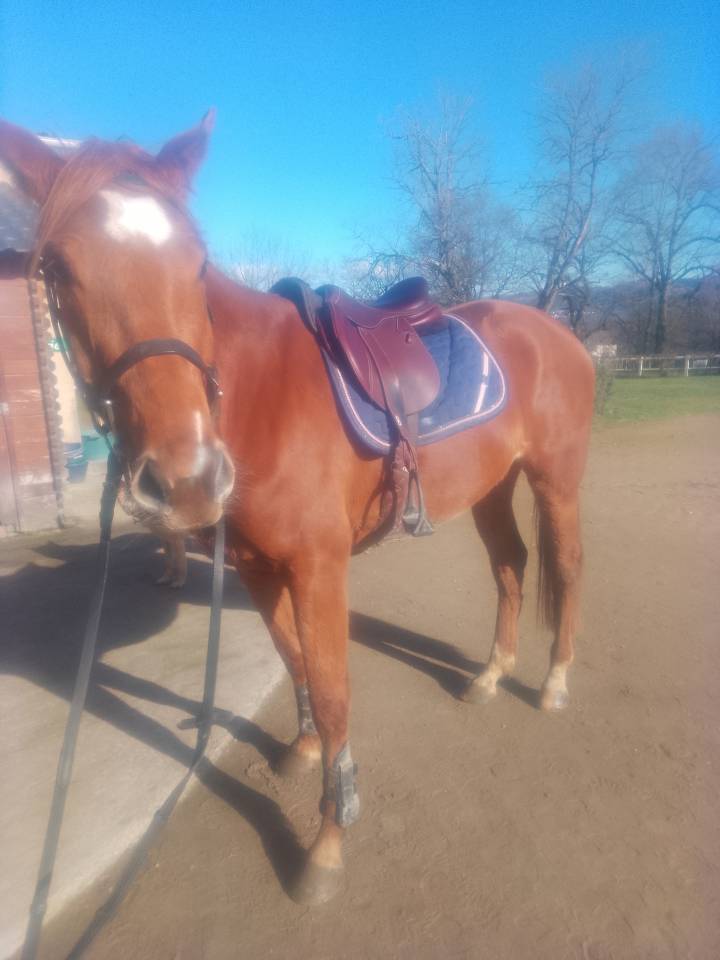 Mare Origin Recorded For sale 2022 Chesnut