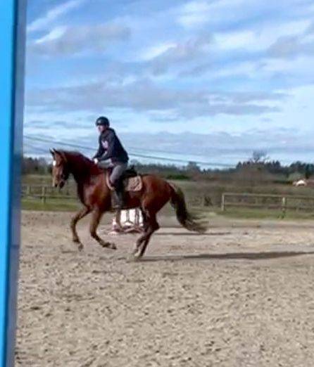 Mare Origin Recorded For sale 2022 Chesnut