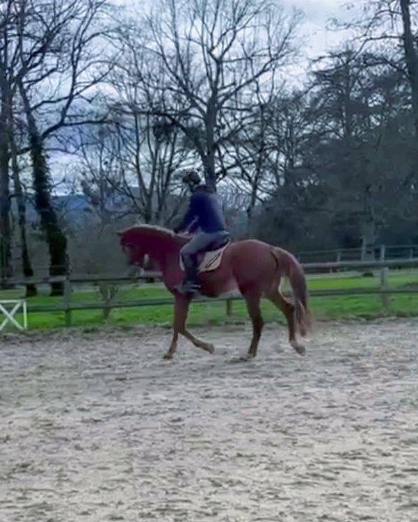 Mare Origin Recorded For sale 2022 Chesnut