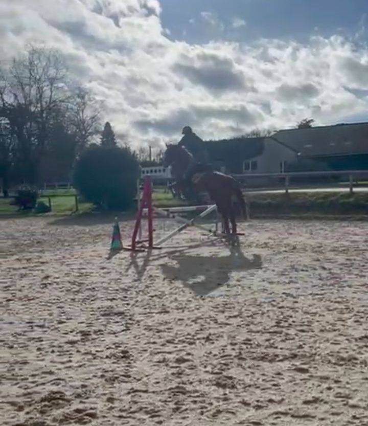 Mare Origin Recorded For sale 2022 Chesnut