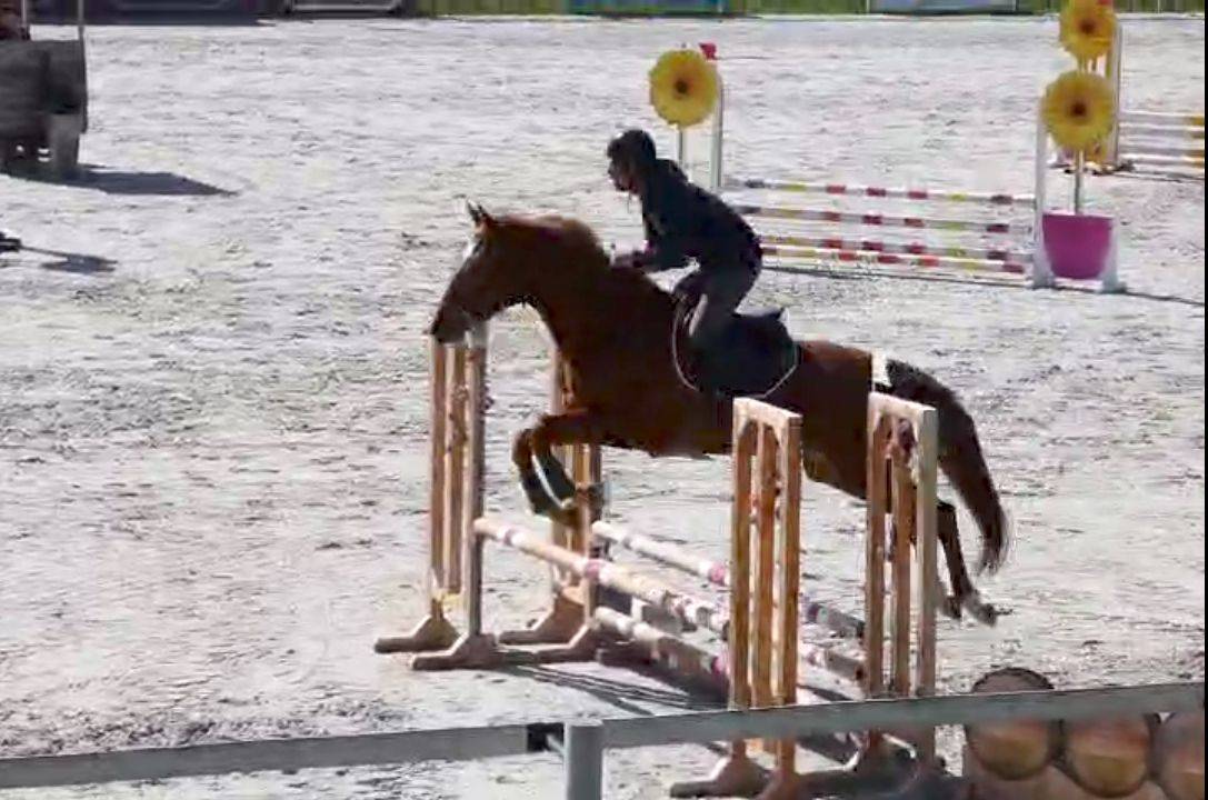 Mare Origin Recorded For sale 2022 Chesnut