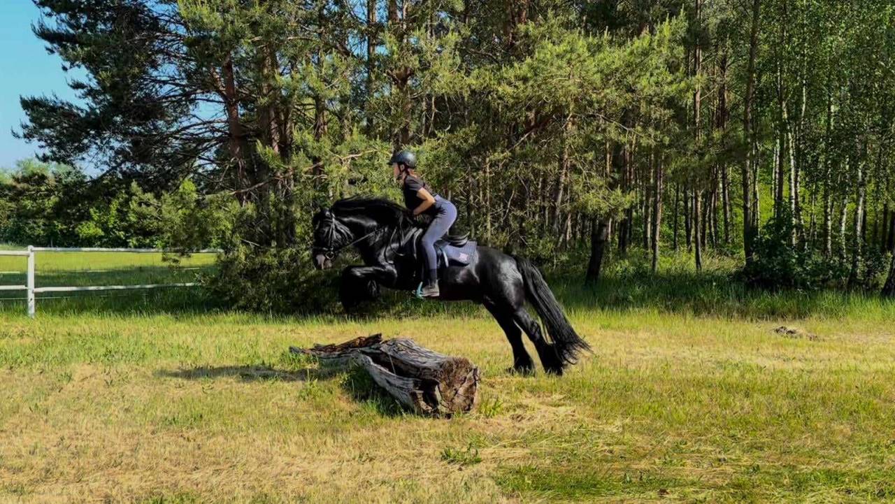 Mare Fell For sale 2021 Black