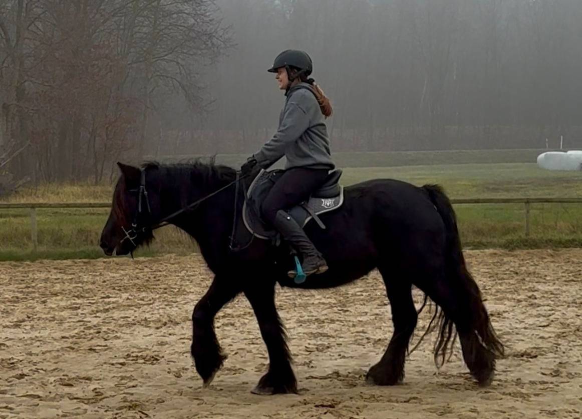 Mare Fell For sale 2021 Black