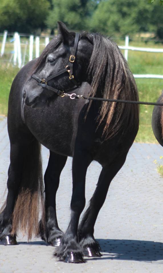 Mare Fell For sale 2021 Black