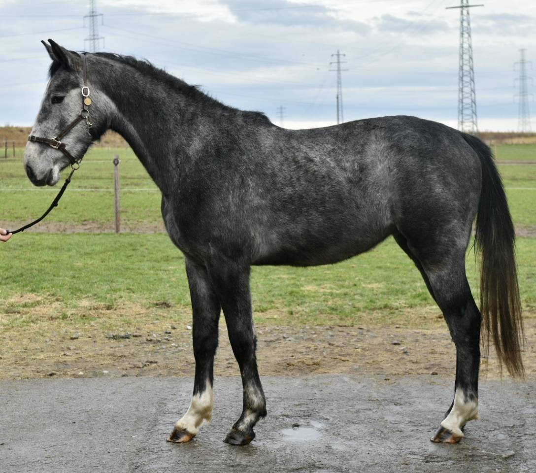 Stallion Zangersheide For sale 2023 Grey