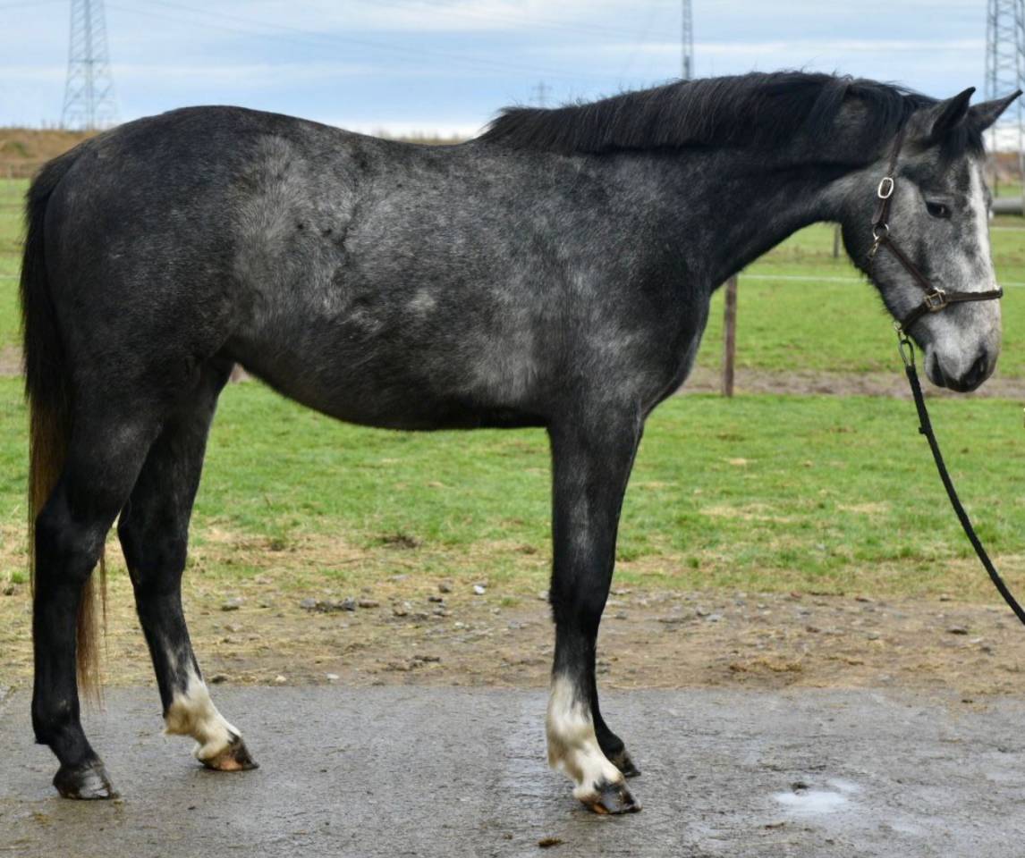 Stallion Zangersheide For sale 2023 Grey