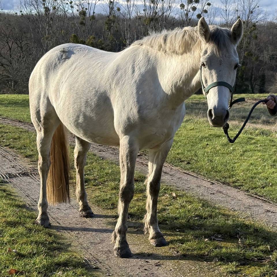 Mare Connemara For sale 2020 Grey