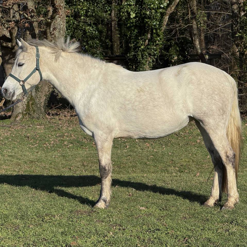 Mare Connemara For sale 2020 Grey