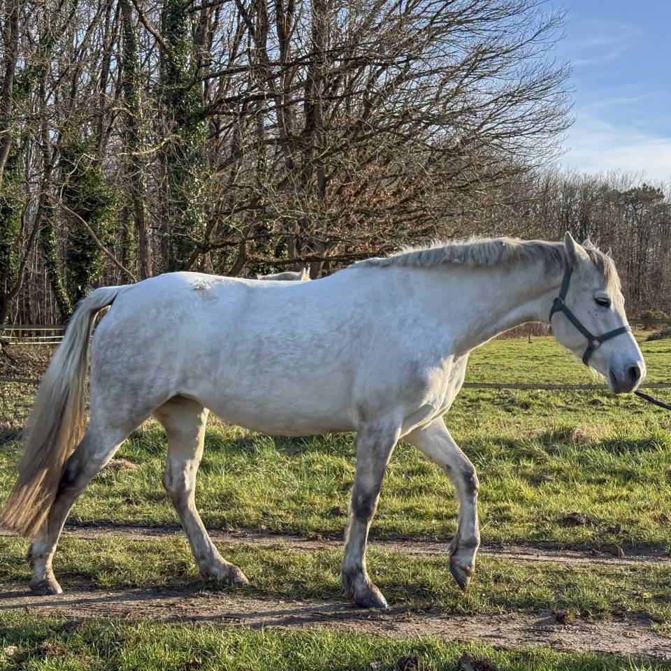 Mare Connemara For sale 2020 Grey