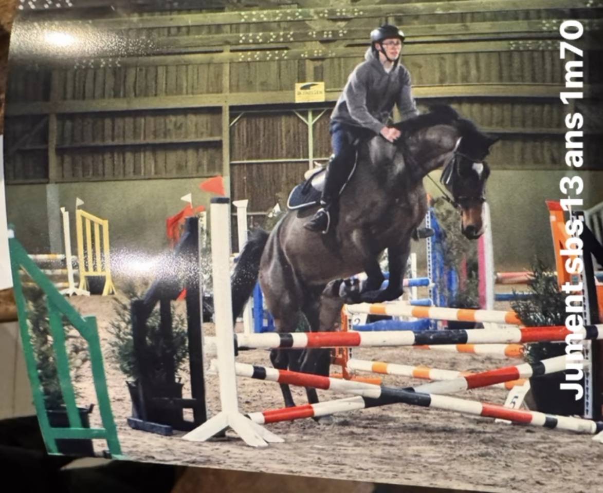 Mare sBs Belgian Warmblood For sale 2012 Bay