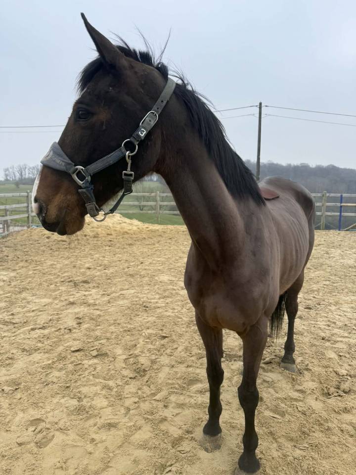 Mare sBs Belgian Warmblood For sale 2012 Bay