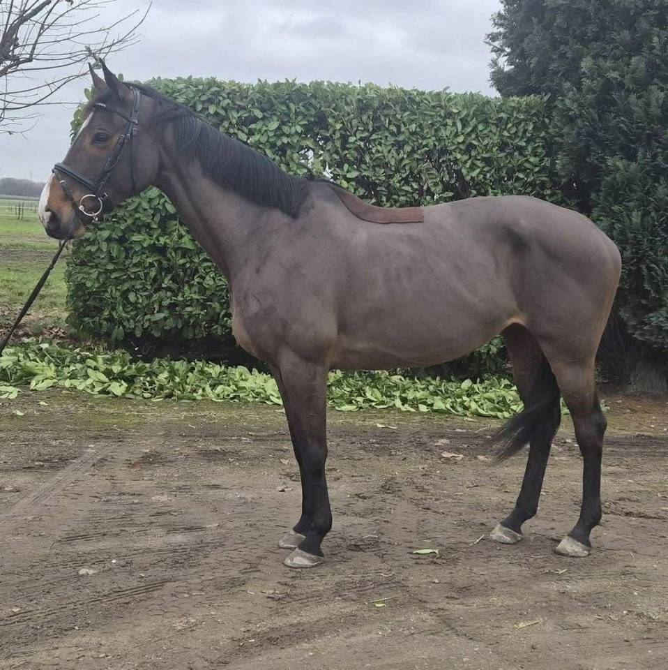 Mare sBs Belgian Warmblood For sale 2012 Bay