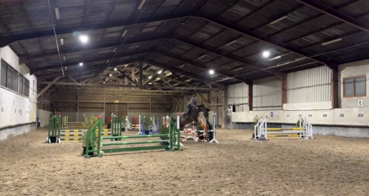 Mare sBs Belgian Warmblood For sale 2012 Bay