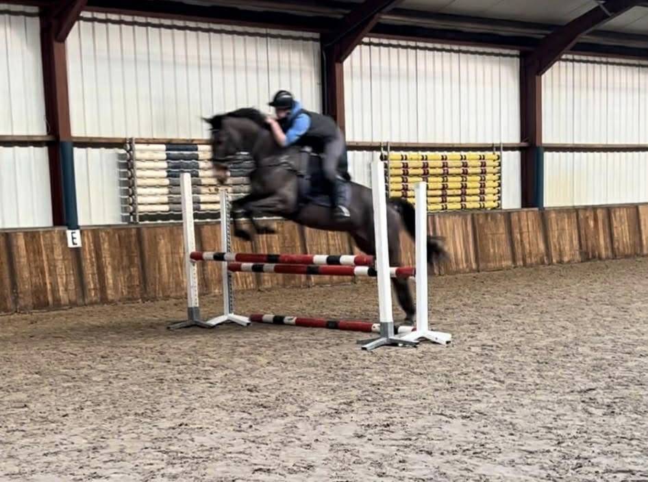 Mare sBs Belgian Warmblood For sale 2012 Bay