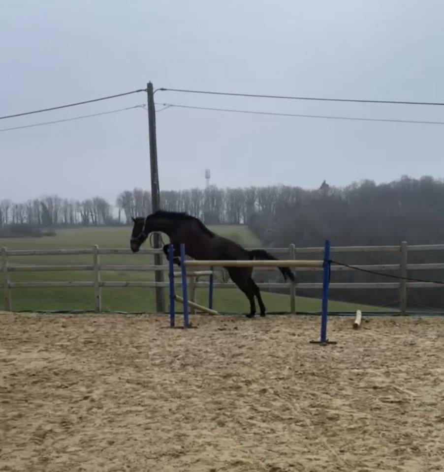 Mare sBs Belgian Warmblood For sale 2012 Bay