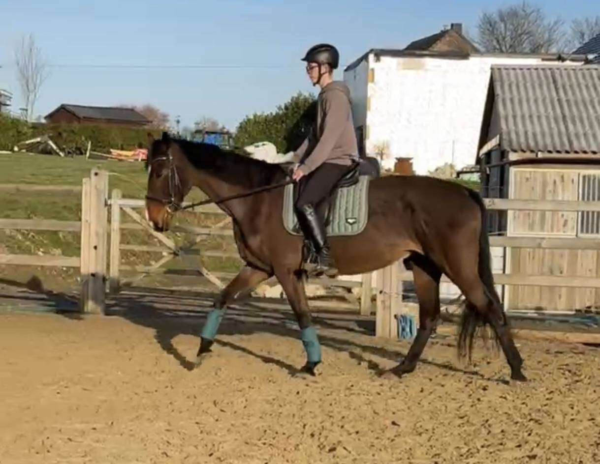 Mare sBs Belgian Warmblood For sale 2012 Bay