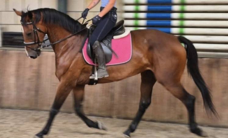 Mare sBs Belgian Warmblood For sale 2012 Bay