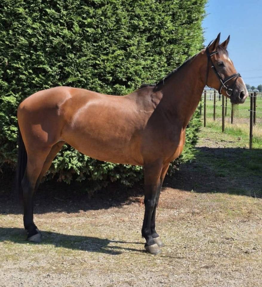 Mare sBs Belgian Warmblood For sale 2012 Bay
