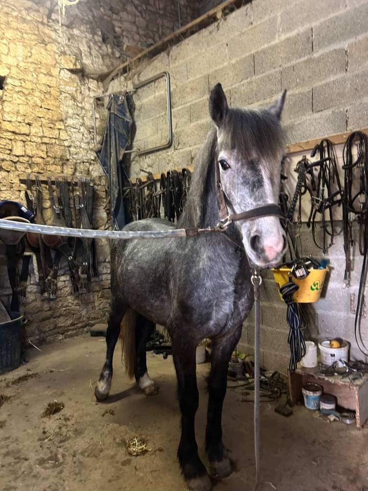 Entire French Saddle Pony For sale 2022 Grey