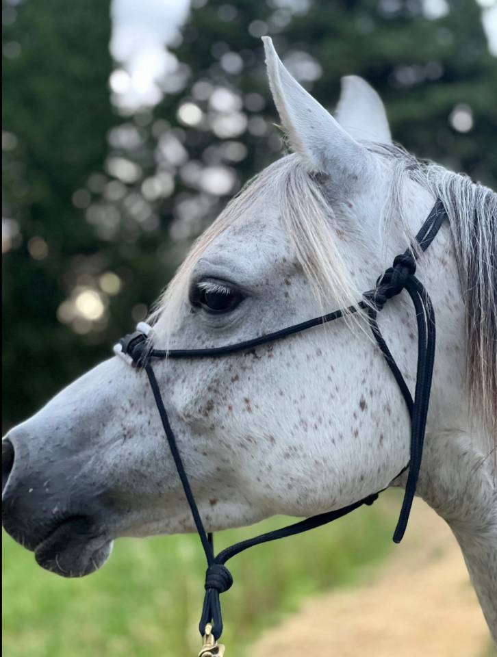Mare Arabian For sale 2018 Grey
