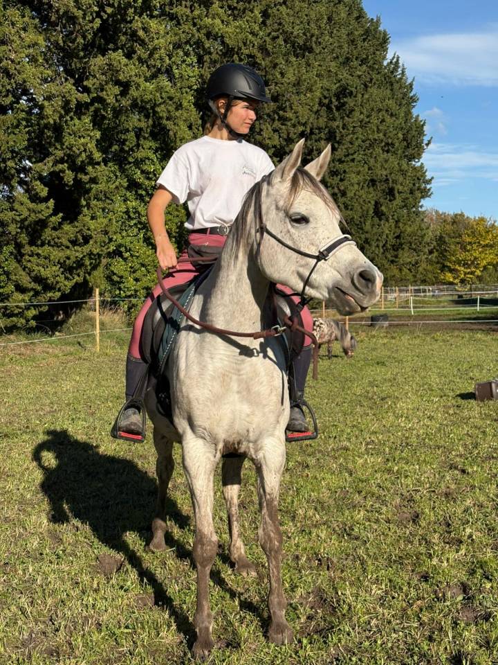 Mare Arabian For sale 2018 Grey