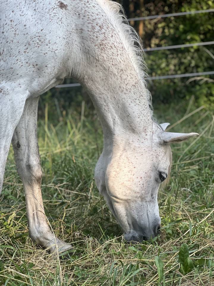 Mare Arabian For sale 2018 Grey