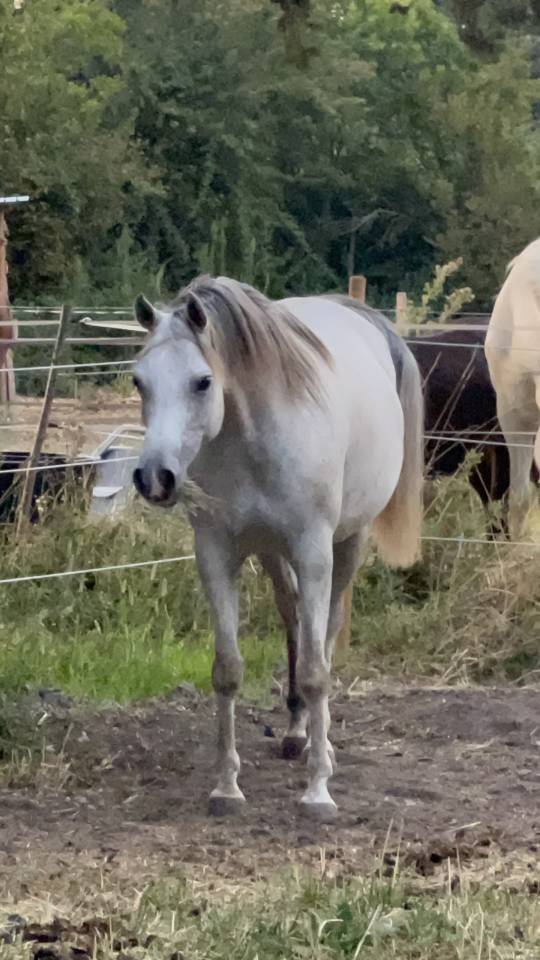 Mare Arabian For sale 2018 Grey