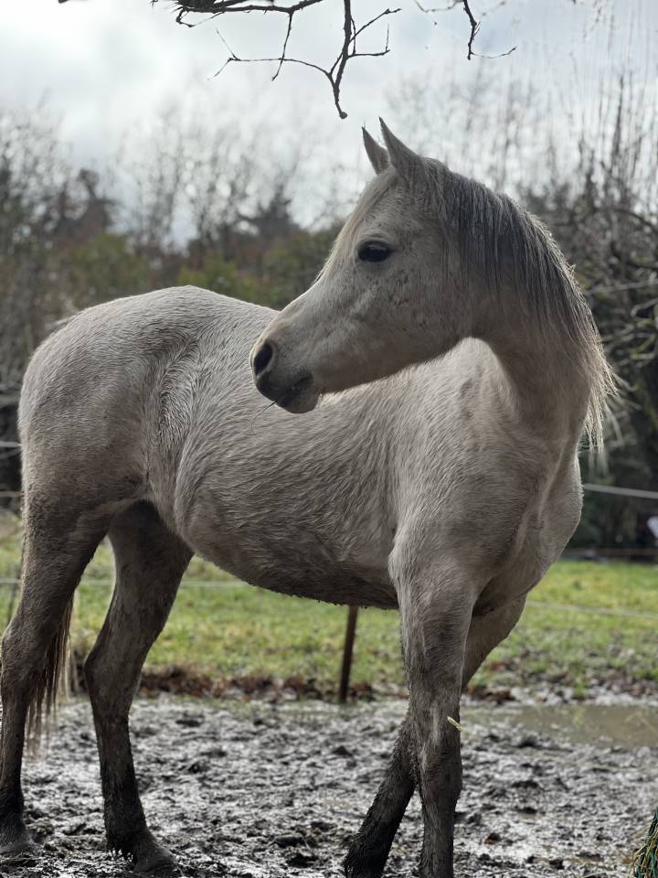 Mare Arabian For sale 2018 Grey