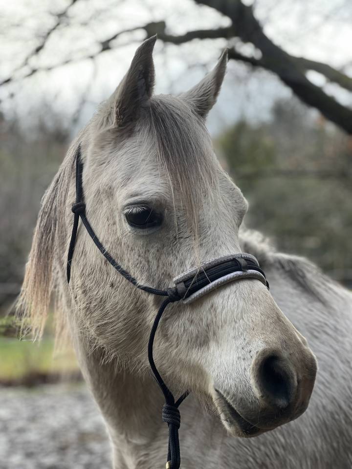 Mare Arabian For sale 2018 Grey