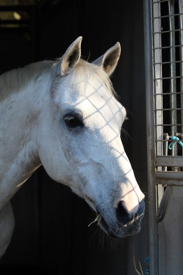 Gelding Other Pony Breed For sale 2008 White