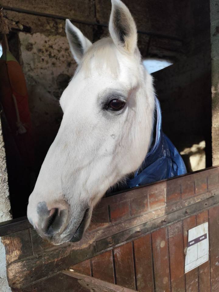 Gelding Other Pony Breed For sale 2008 White