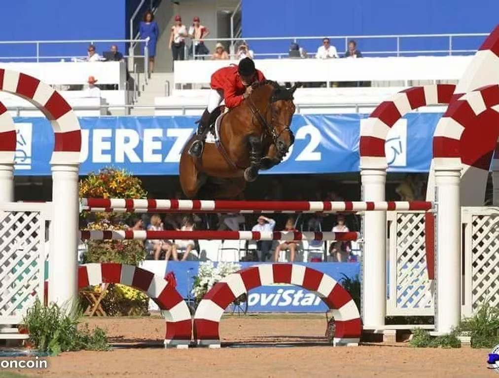 Mare Selle Fran&ccedil;ais For sale 2020 Chesnut