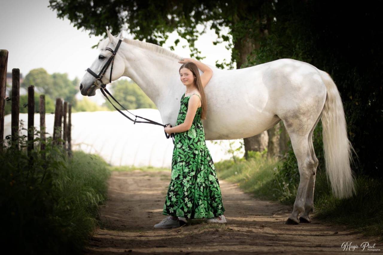 Mare Lusitano For sale 2014 Grey