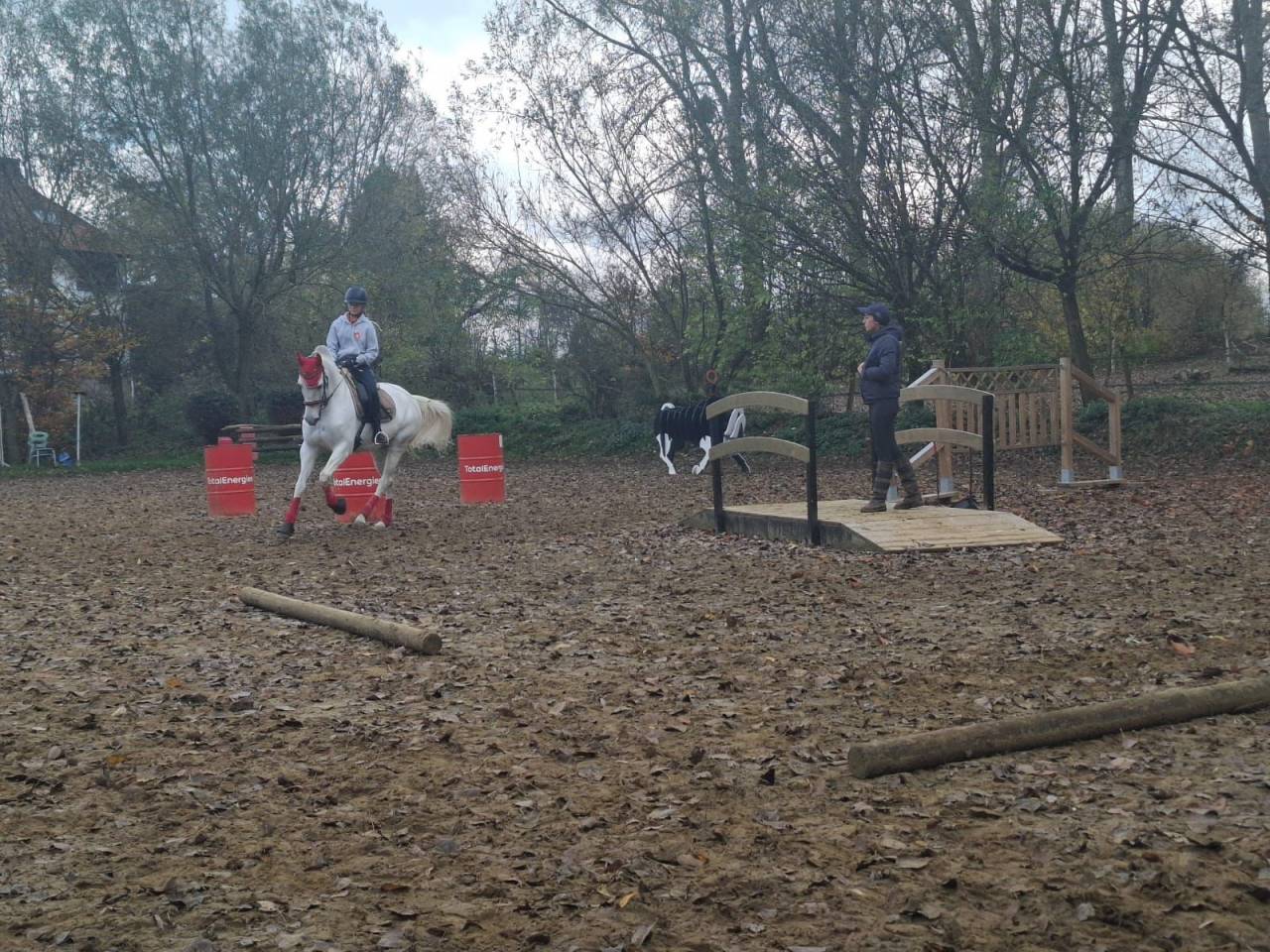 Mare Lusitano For sale 2014 Grey