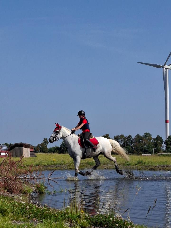 Mare Lusitano For sale 2014 Grey