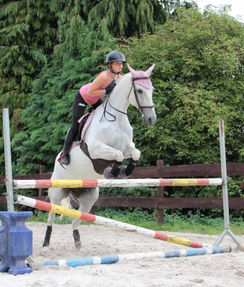 Mare Lusitano For sale 2014 Grey