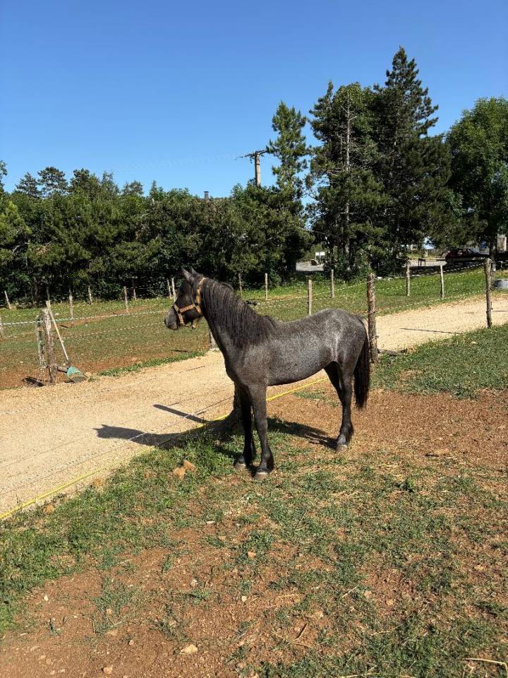 Gelding Connemara For sale 2024 Grey