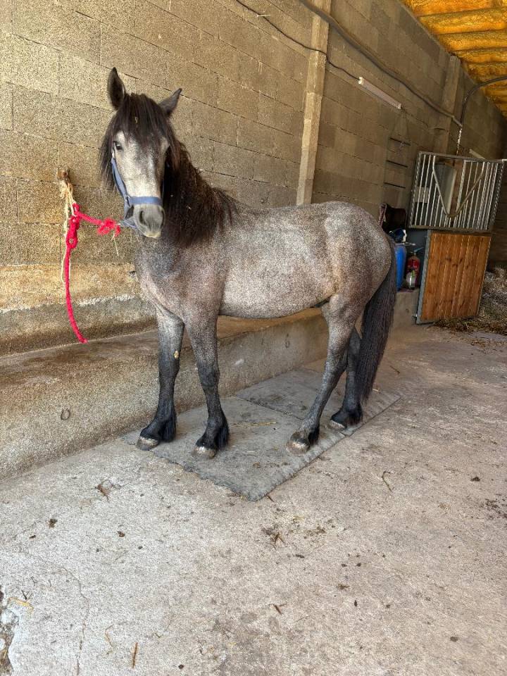 Gelding Connemara For sale 2024 Grey