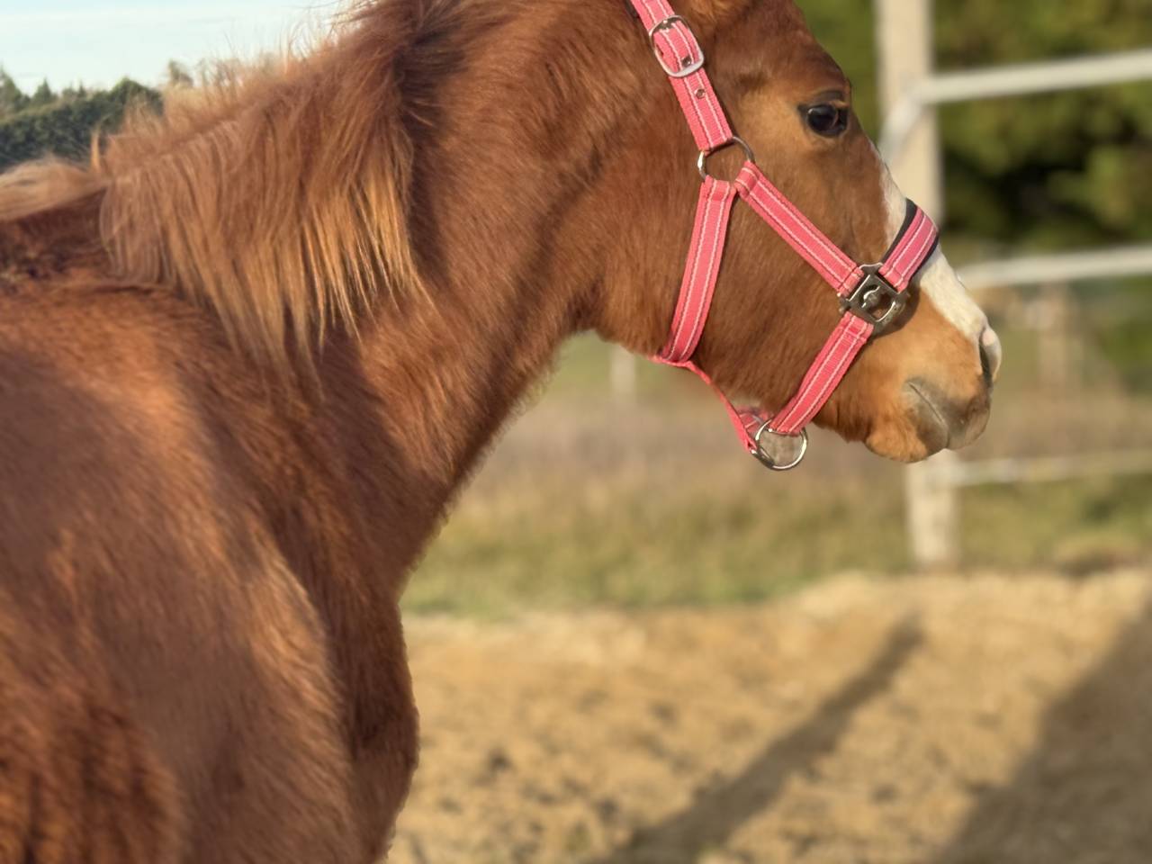 Filly Paint For sale 2025 Chesnut