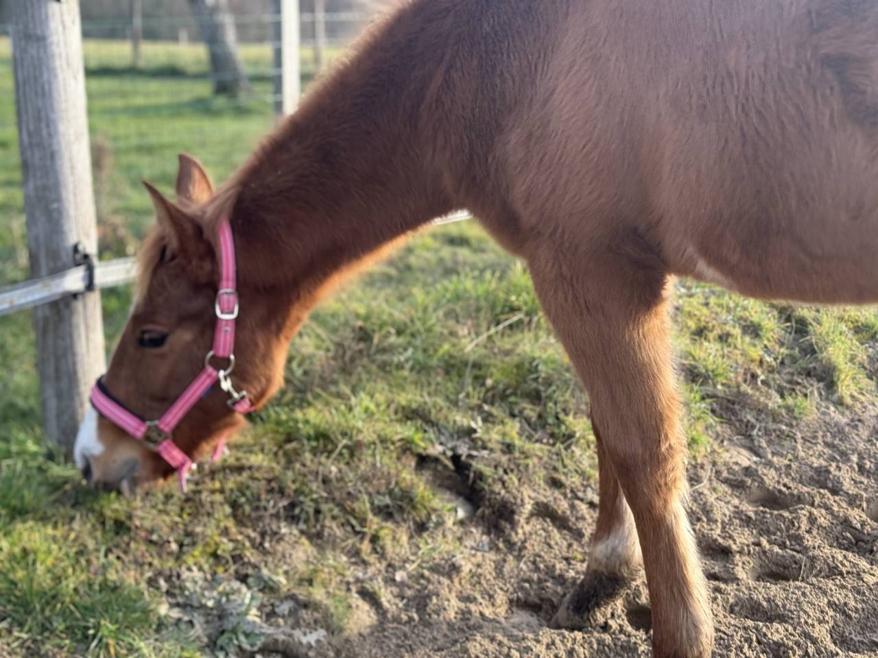 Filly Paint For sale 2025 Chesnut