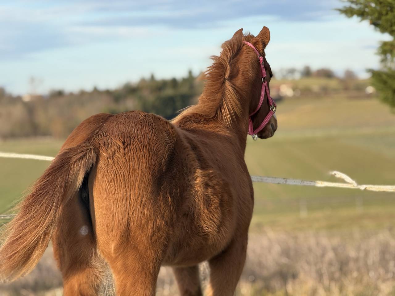 Filly Paint For sale 2025 Chesnut