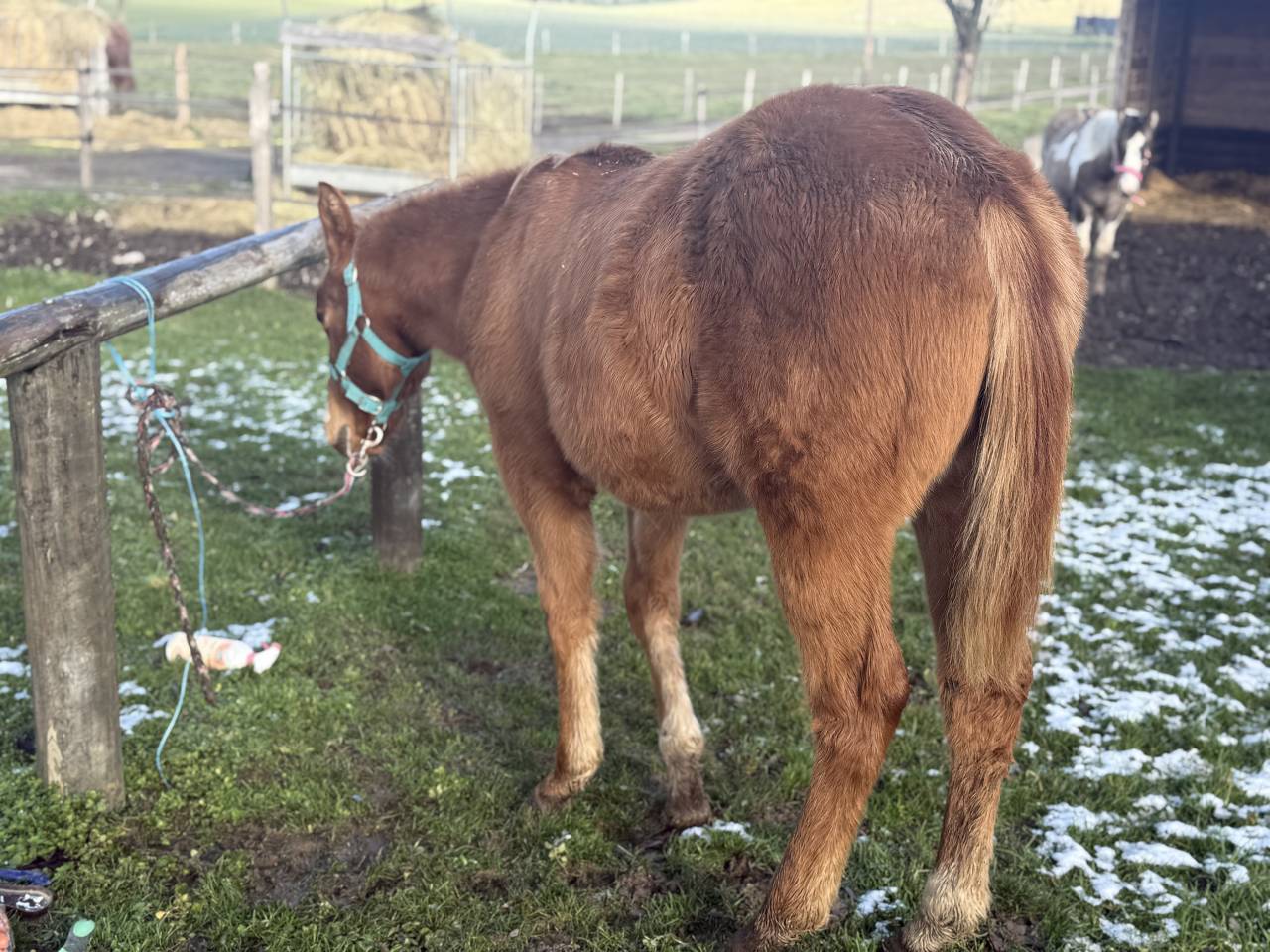 Filly Paint For sale 2025 Chesnut