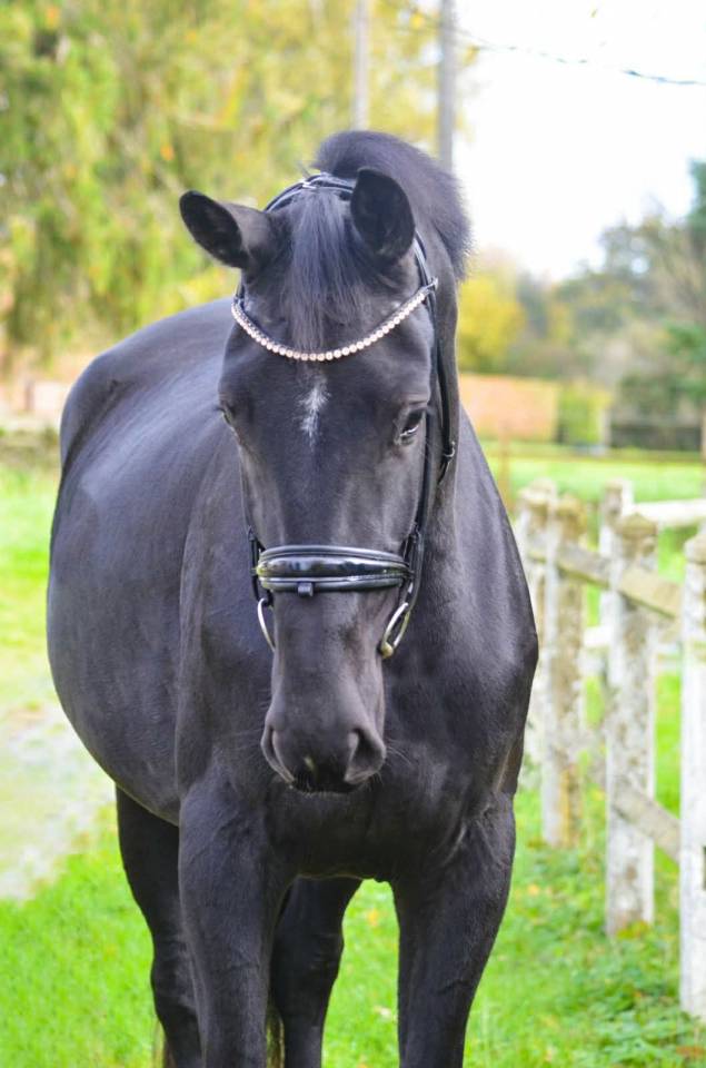 Mare Oldenburg For sale 2022 Black